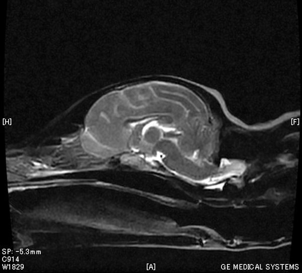 犬の癲癇 てんかん 発作のmri検査 やまと動物病院