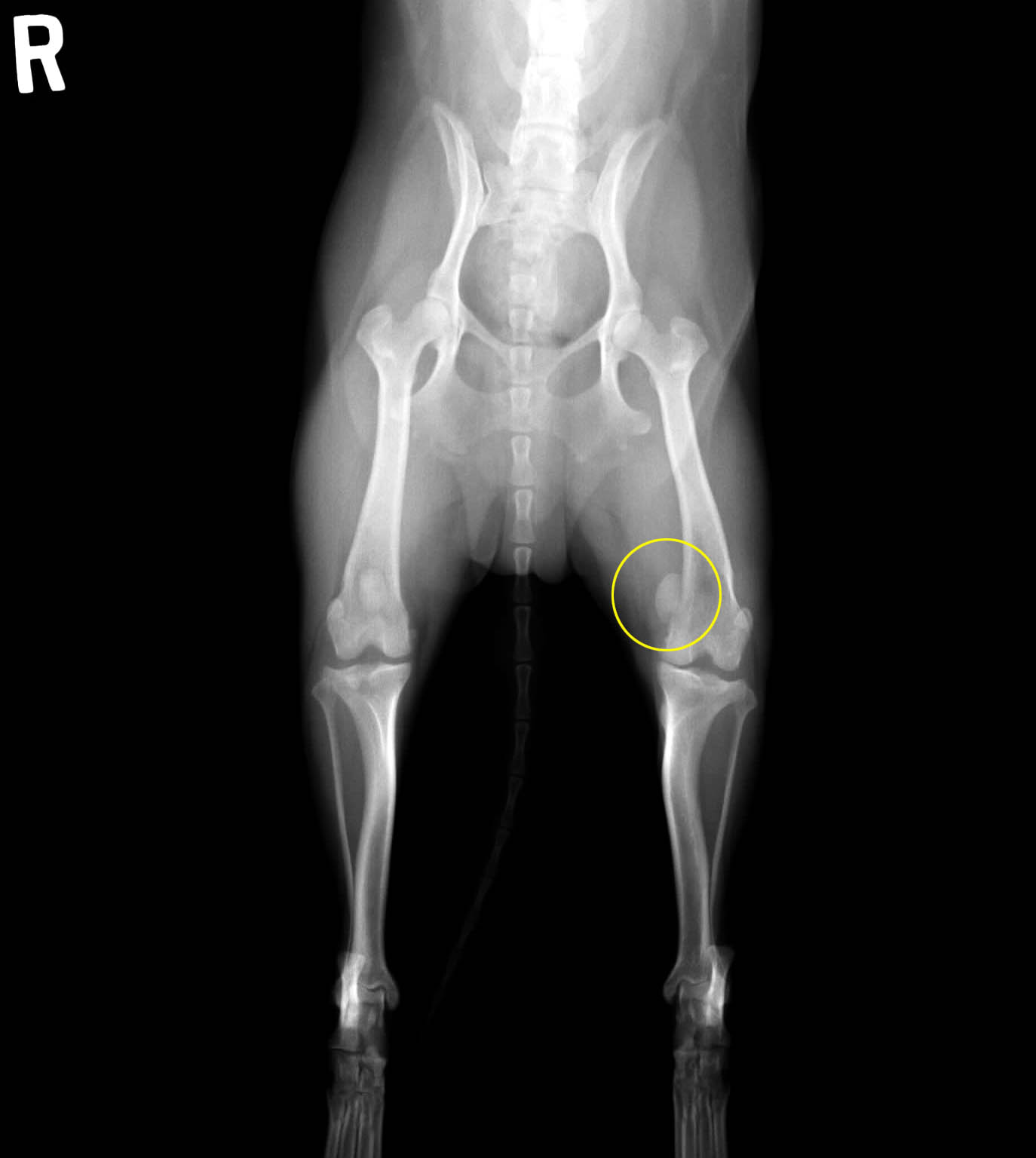 イヌの膝蓋骨脱臼 パテラ の手術 整形外科 やまと動物病院