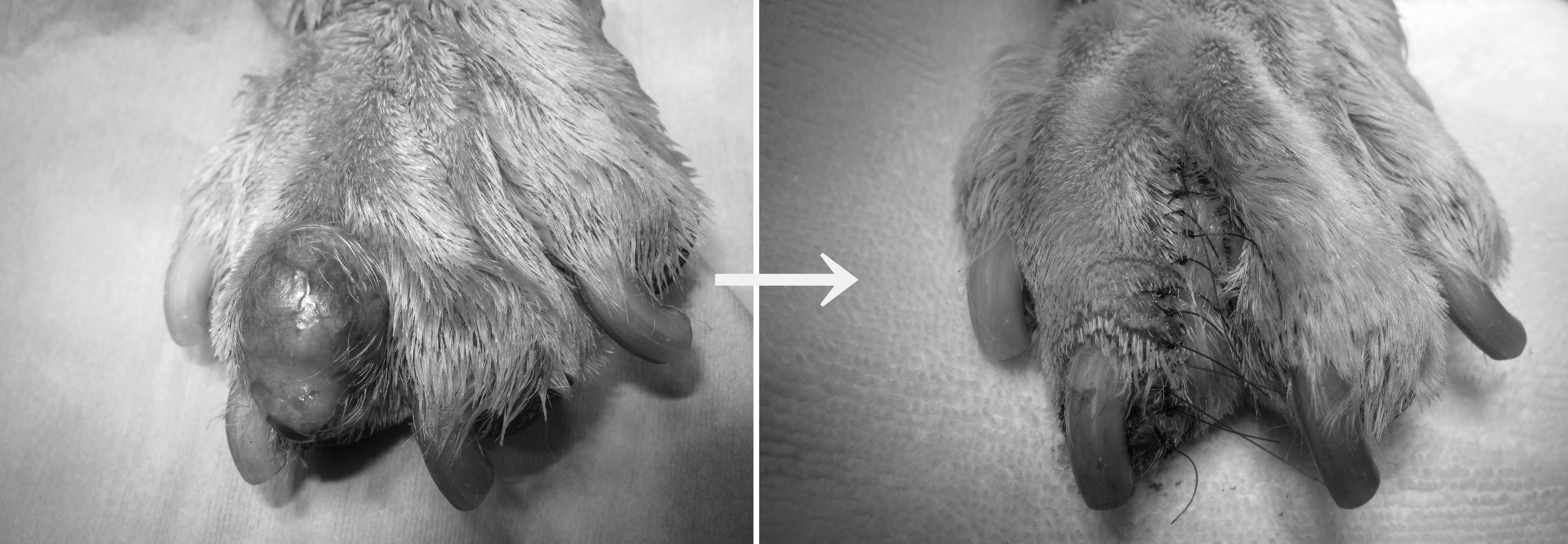犬の肢先腫瘍の手術（腫瘍外科） | やまと動物病院