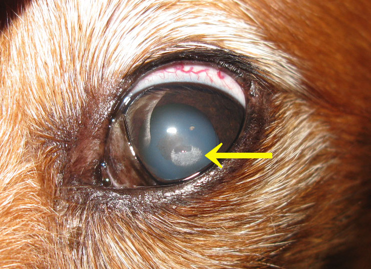犬の結晶状角膜混濁 角膜ジストロフィー 脂質角膜症 角膜変性症 眼科 やまと動物病院やまと動物病院