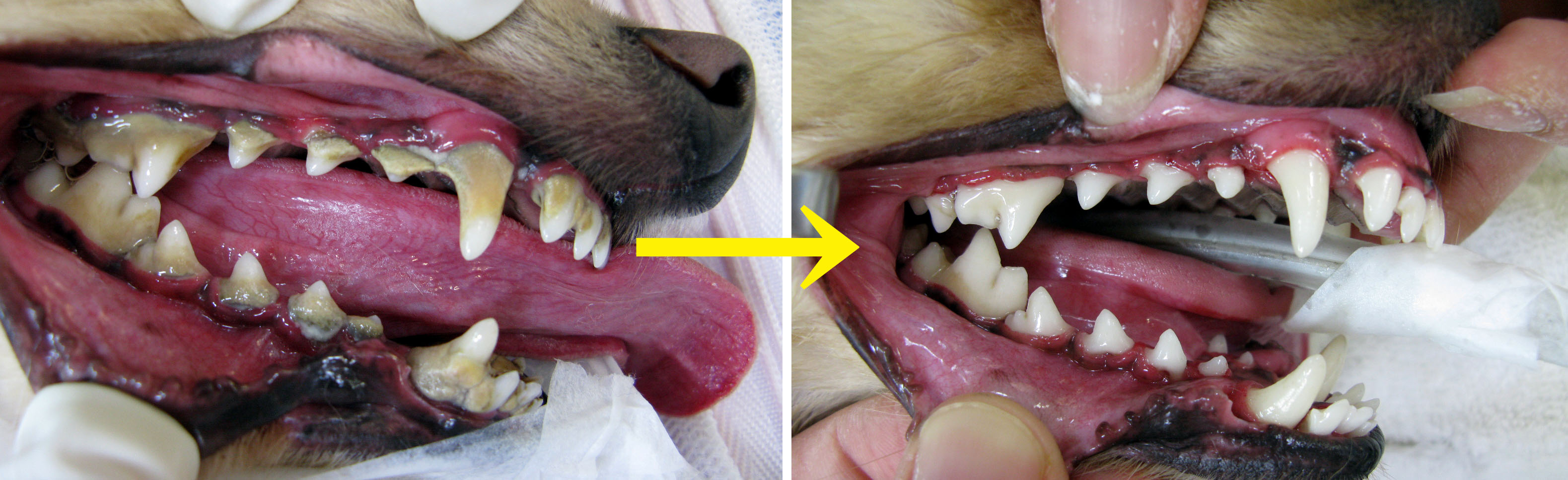 犬の歯石除去の手術 歯科 やまと動物病院やまと動物病院