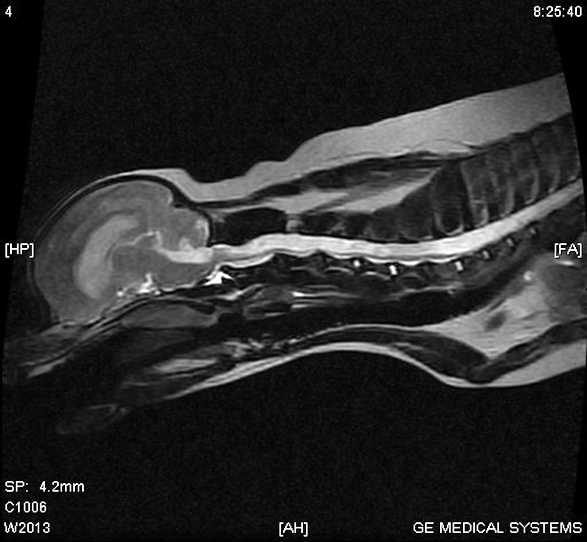 キアリ様奇形のMRI検査（脊髄空洞症） | やまと動物病院