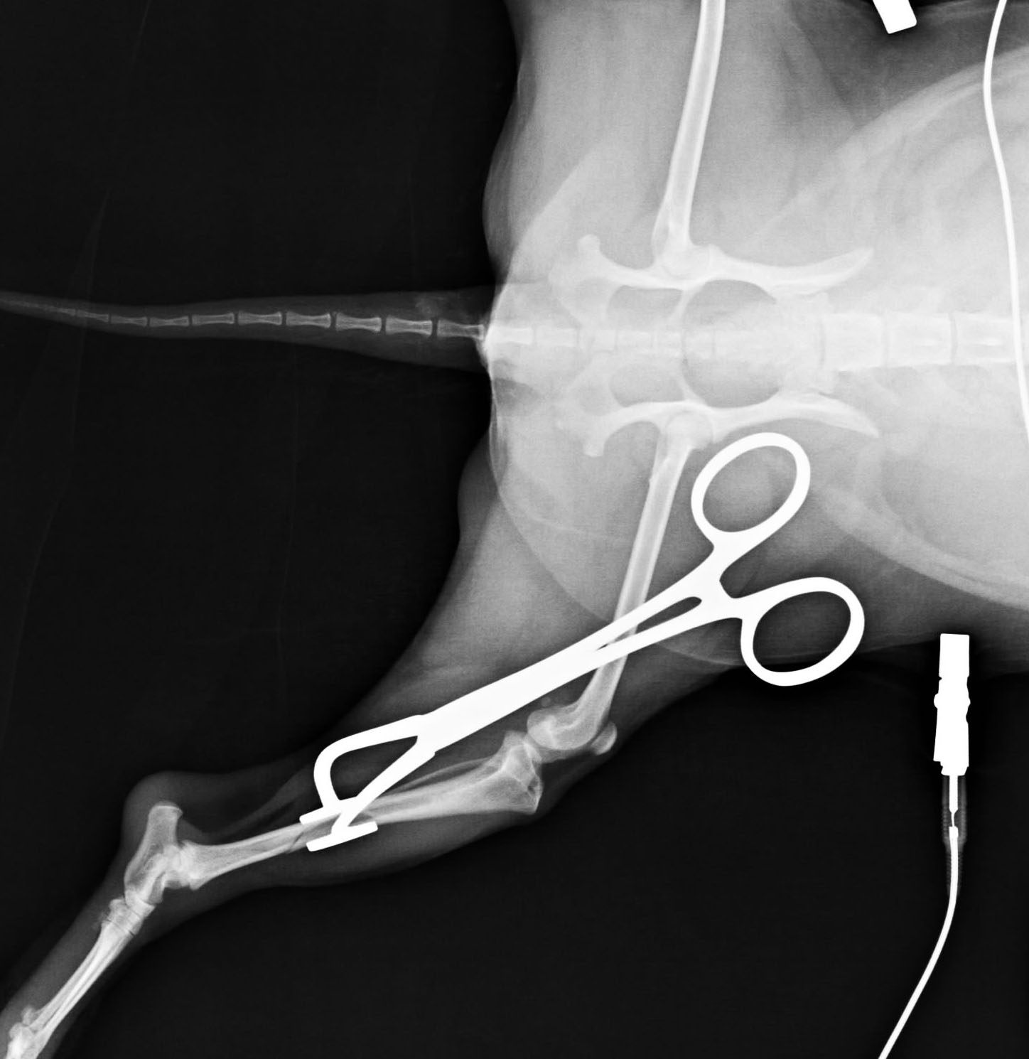 ロッキングプレートによる犬の脛骨骨折の手術 整形外科 やまと動物病院