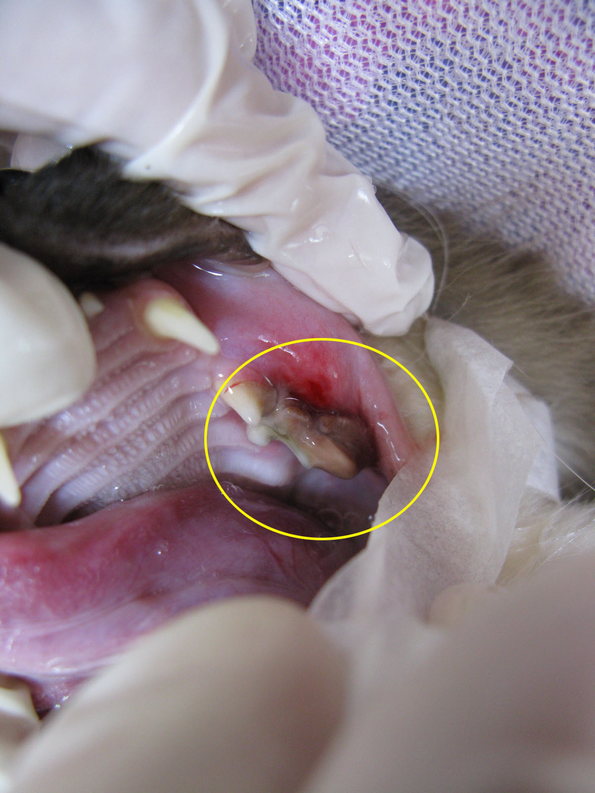 歯 周 治療 猫 病 歯周病治療