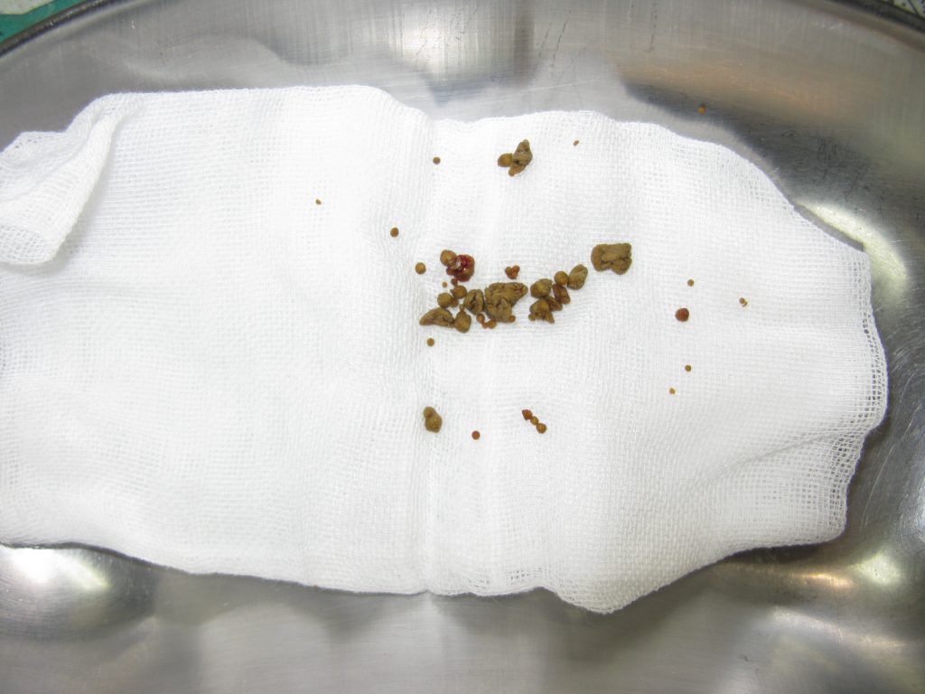 犬の膀胱結石の手術（外科） やまと動物病院