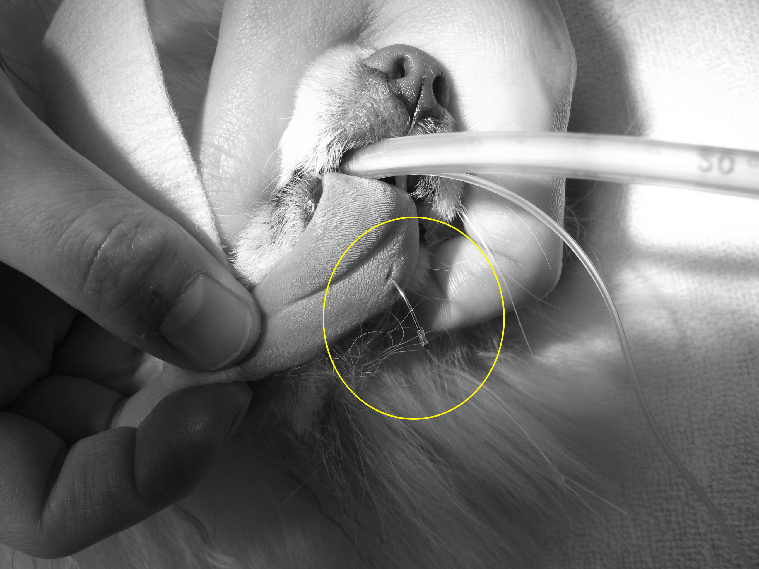犬の舌に刺さった釣り針の除去 外科 やまと動物病院やまと動物病院