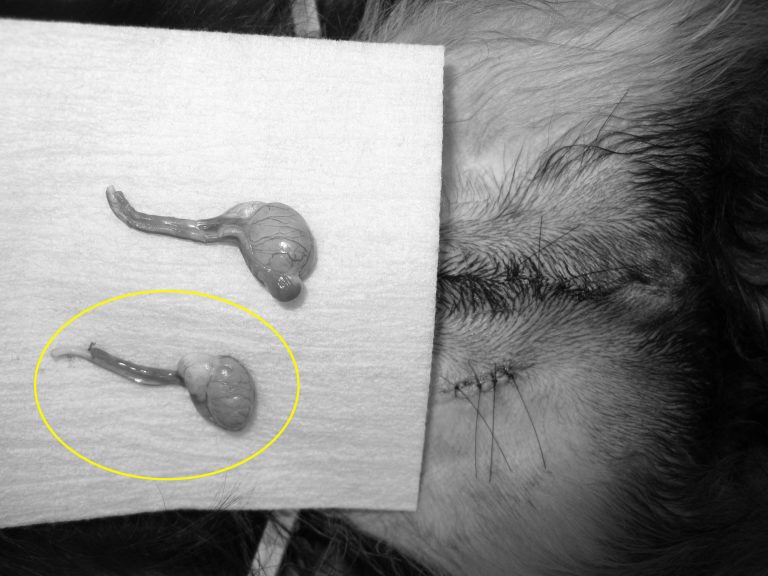 犬の停留精巣症