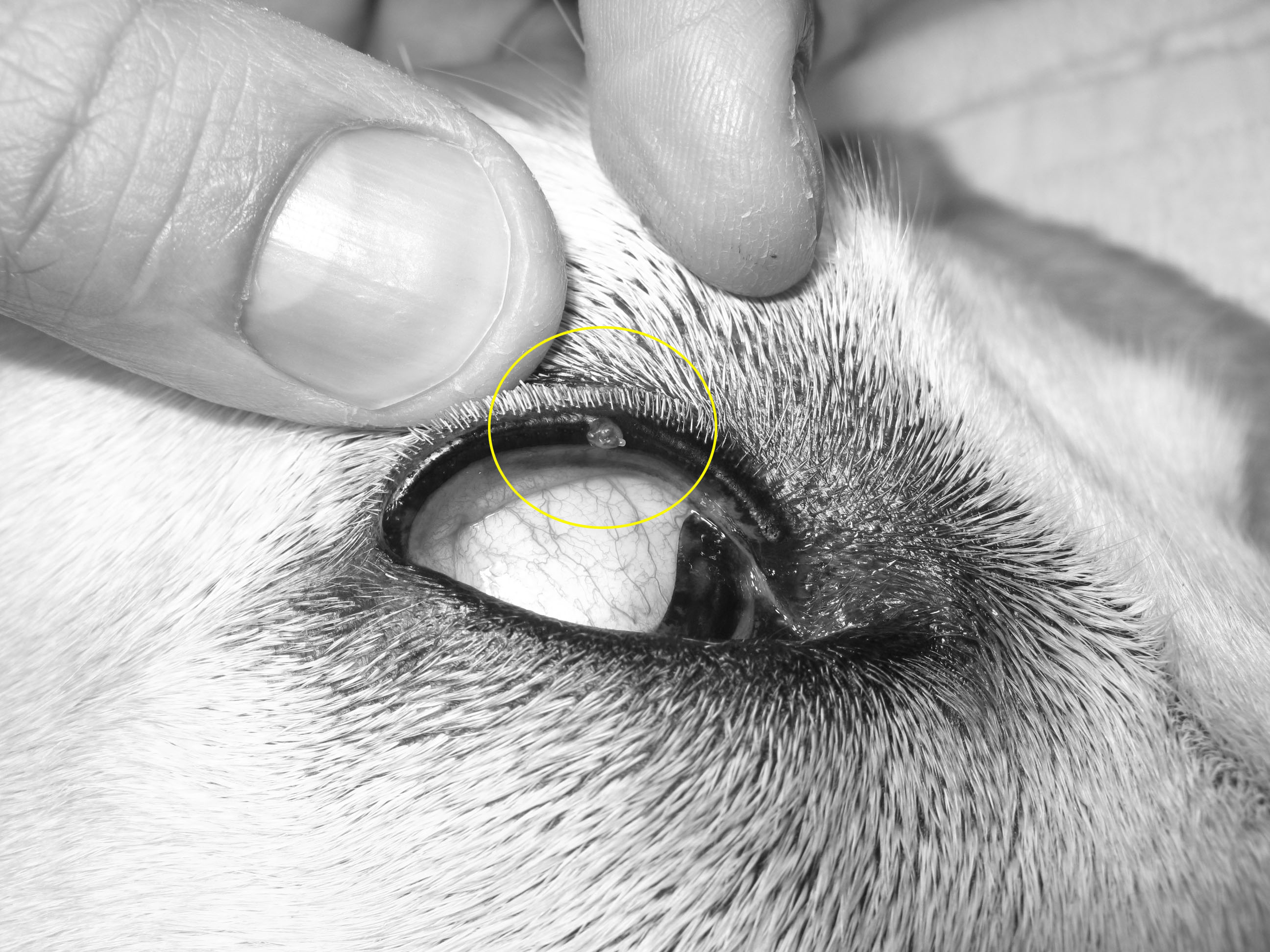 犬の眼瞼腫瘤 マイボーム腺腫 の切除手術 外科 やまと動物病院やまと動物病院