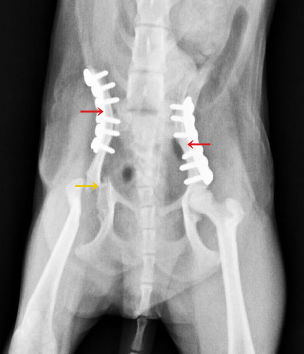 イヌの骨盤骨折の整復手術（整形外科） | やまと動物病院