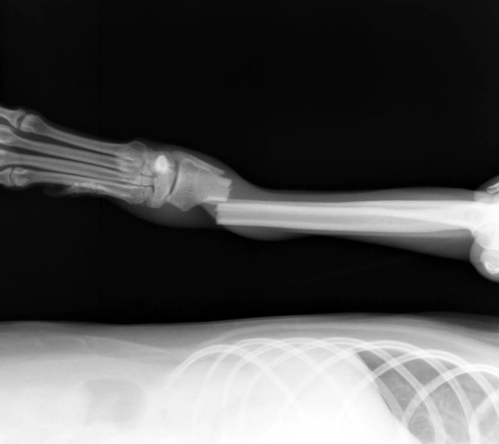 犬の橈尺骨骨折の手術（整形外科） やまと動物病院