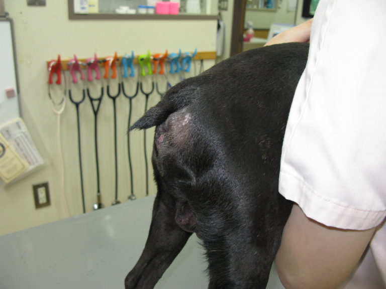 犬の会陰ヘルニアの整復手術(外科) やまと動物病院 犬の会陰ヘルニアの整復手術(外科) やまと動物病院