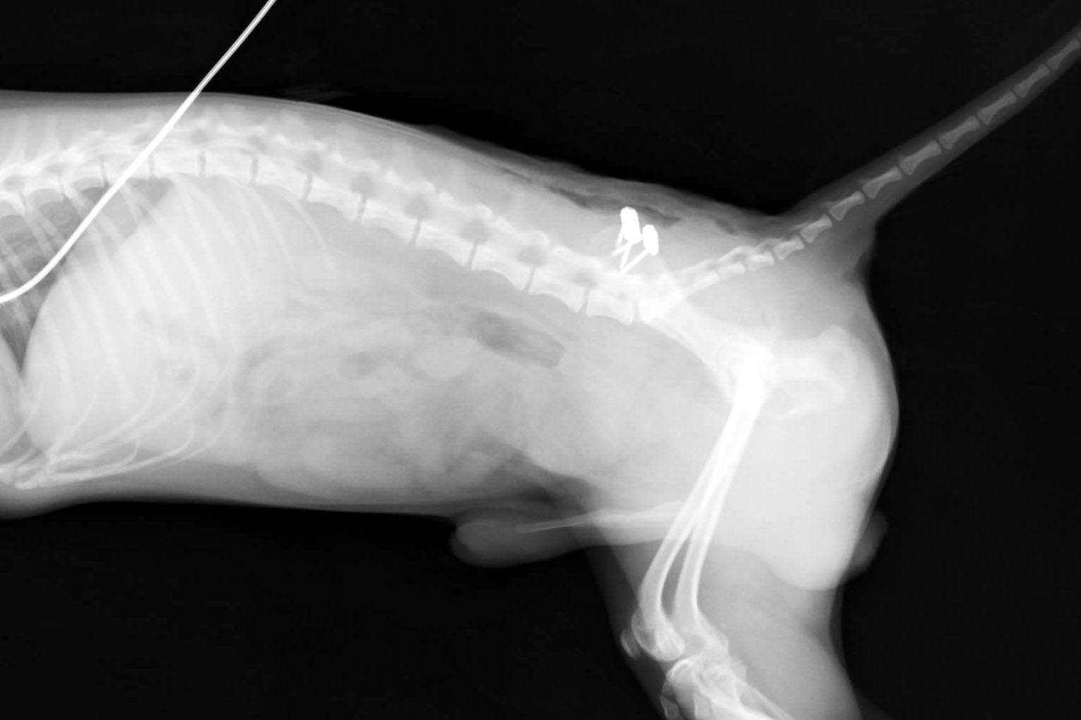 イヌの骨盤骨折の整復手術 整形外科 やまと動物病院やまと動物病院