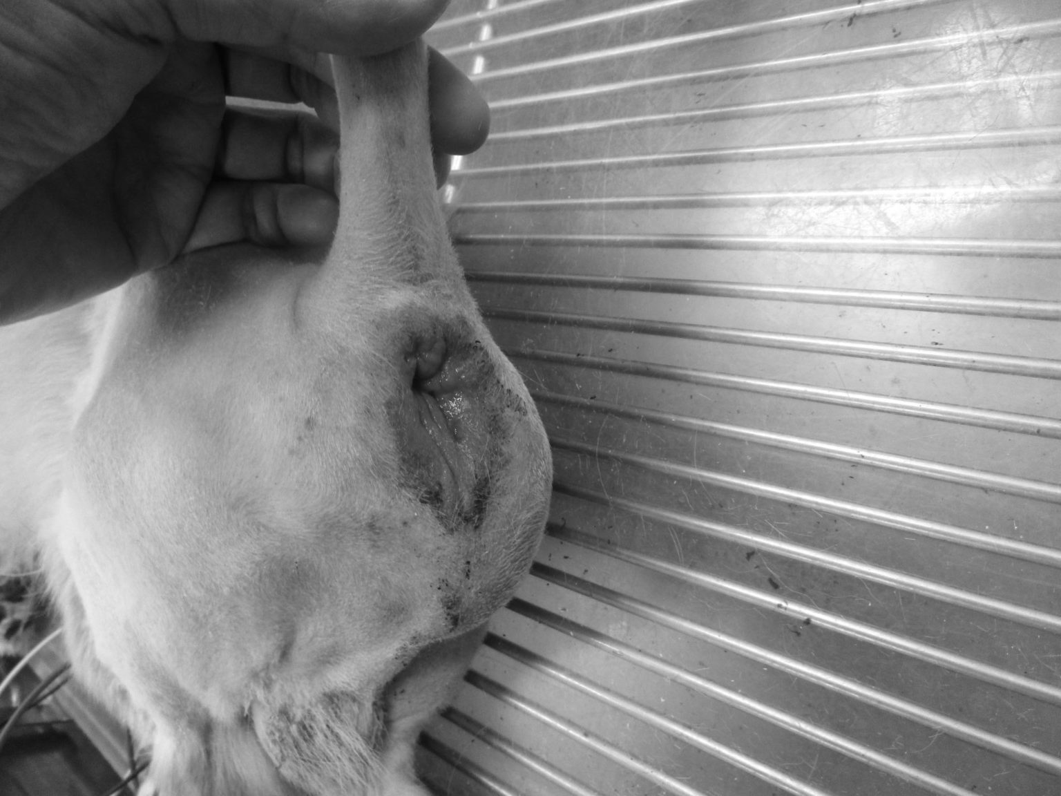 犬の会陰ヘルニアの整復手術（外科） やまと動物病院