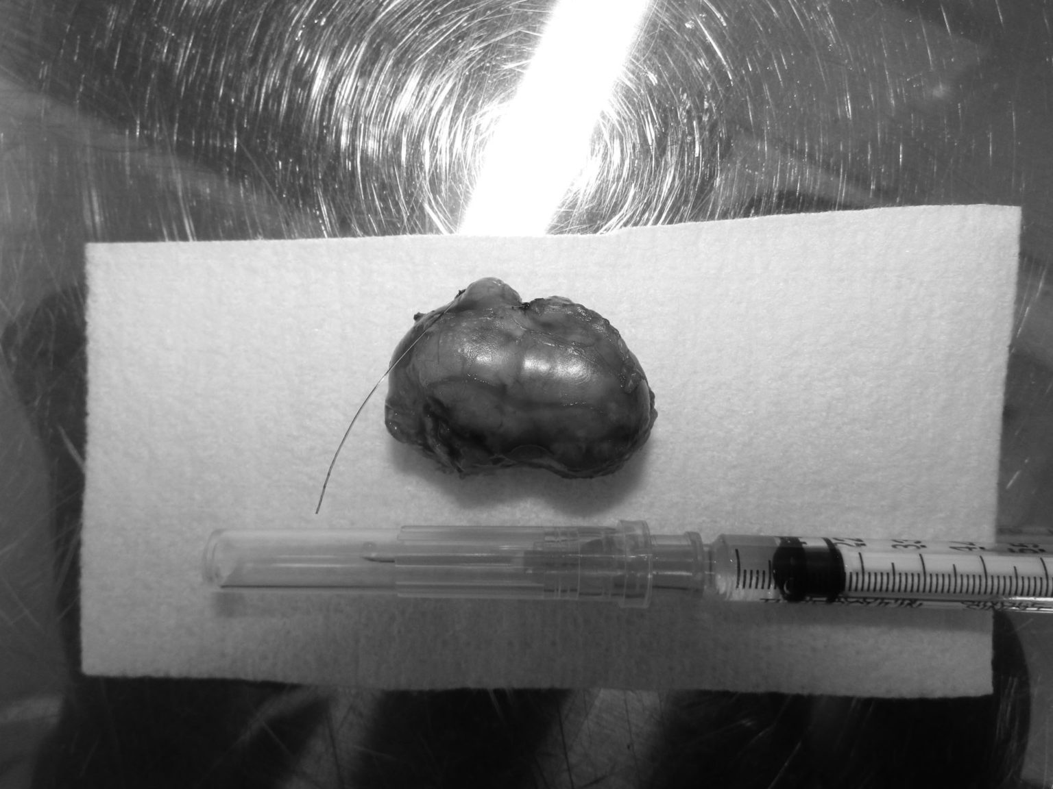 フェレットの副腎腫瘍の手術(エキゾチッック) やまと動物病院 フェレットの副腎腫瘍の手術(エキゾチッック) やまと動物病院