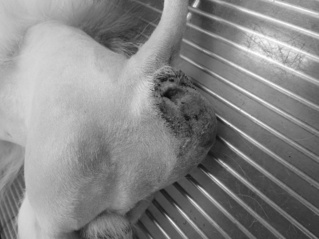 犬の会陰ヘルニアの整復手術（外科） やまと動物病院