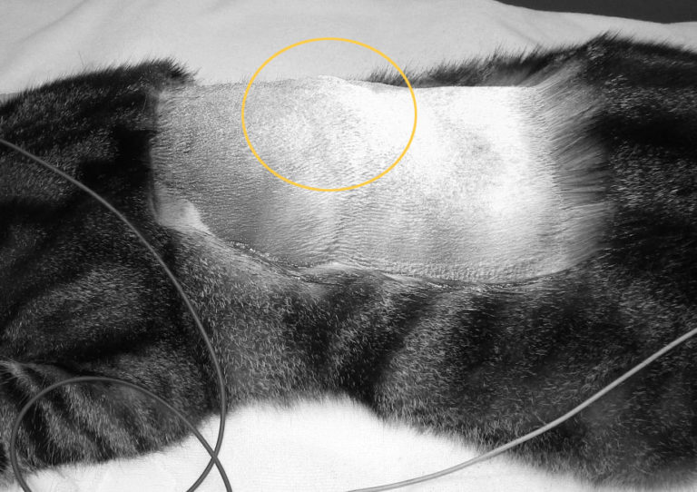 猫の注射部位肉腫と線維肉腫