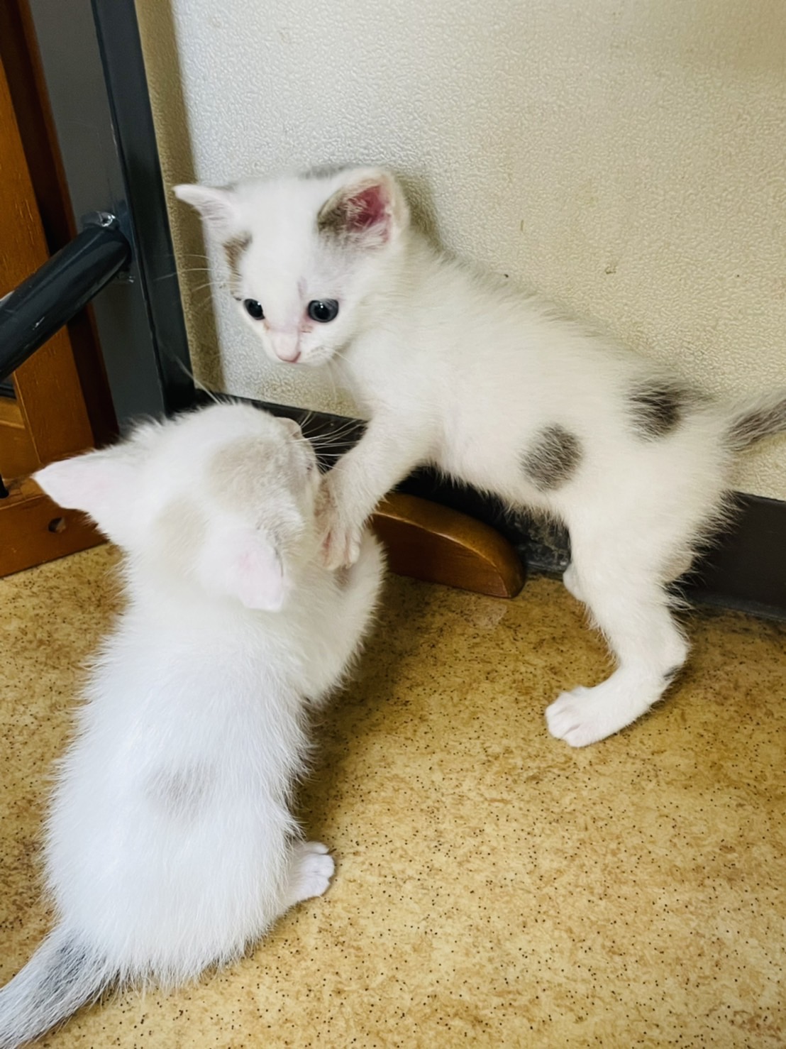 子猫の里親さん募集しています 9 25決まりました ありがとうございます やまと動物病院