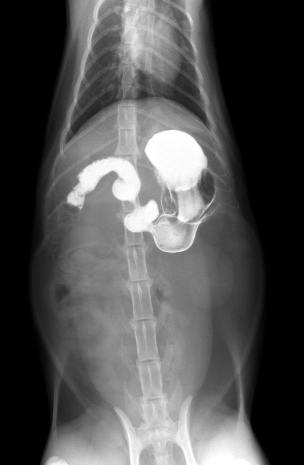 犬と猫のベーシック画像診断学 骨と関節 頭部 脊柱 内分泌器官編