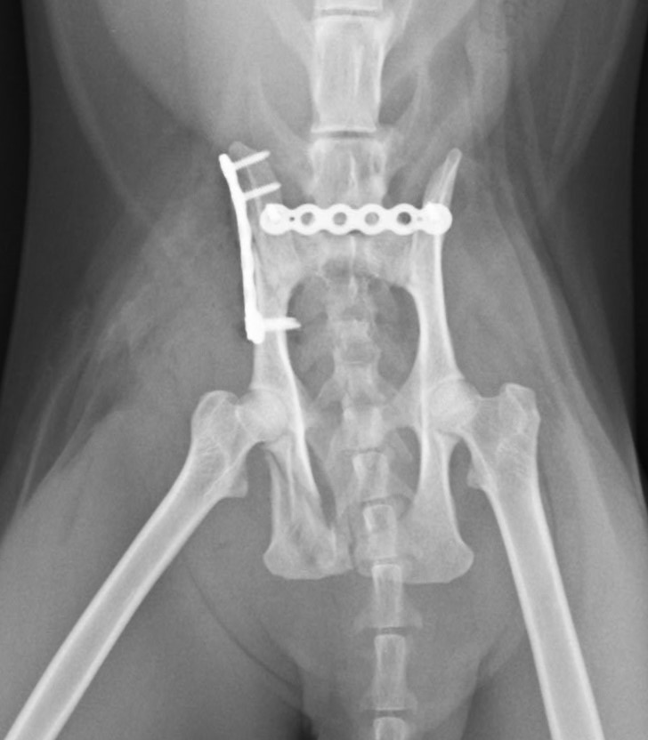 ネコの骨盤骨折の整復手術（整形外科） | やまと動物病院